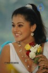 Tapsee Photos - 3 of 98