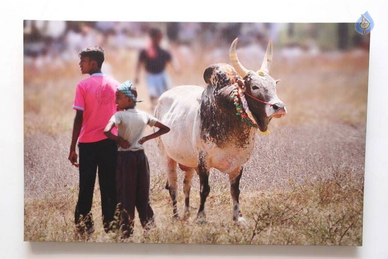 Jallikattu Photo Exhibition Opening - 16 / 23 photos