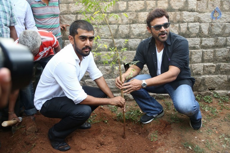 Venkatesh at Haritha Haram Program - 8 / 42 photos