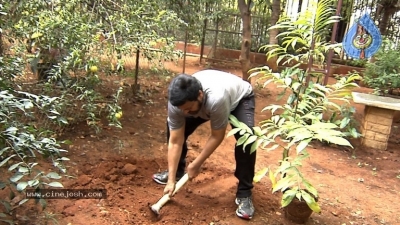 Chiranjeevi Accepts Haritha Haram Challenge - 2 of 9