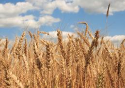 Rs 45.5 crore to deal with delayed monsoon