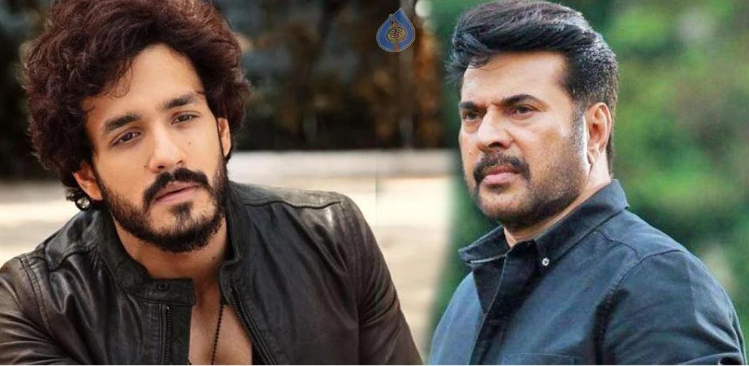 Mammootty is Akhil Akkineni villain 