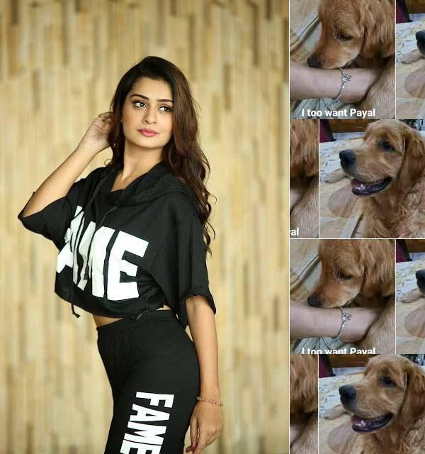 Payal Rajput Pet Dog Candy Died 