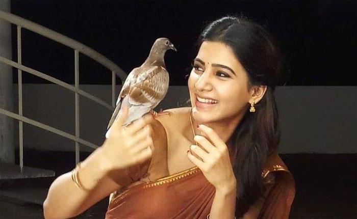 Samantha Reaction on her Tamil Film Seema Raja Silambam