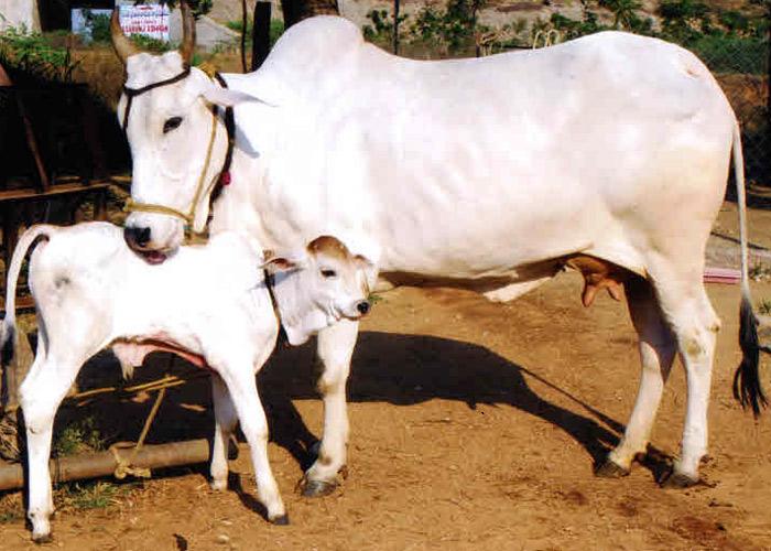 Some Argue About Ox Beef!