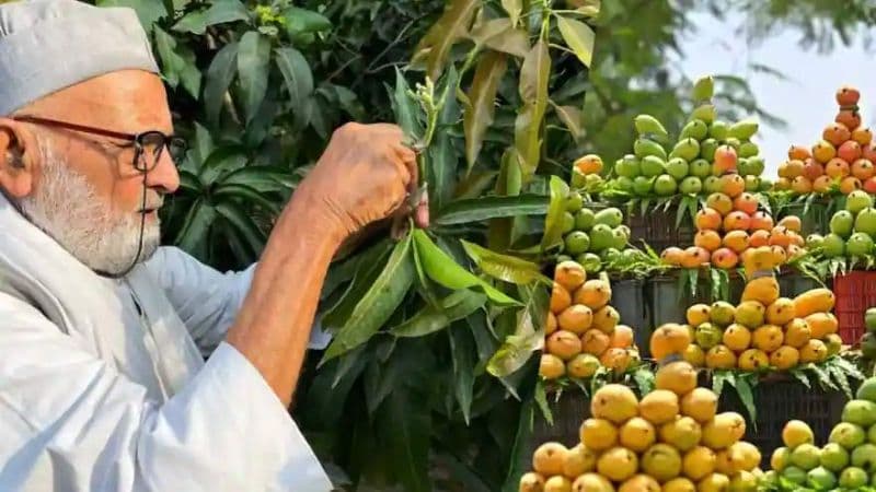 Meet The Mango Man Of India Who Grows 350 Varieties 