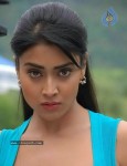 Shriya New Photo Gallery - 15 of 36