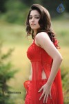 Tamanna Spicy Stills - 14 of 102