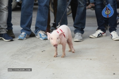 Adhugo Movie Team Padayatra With Piglet - 4 of 21