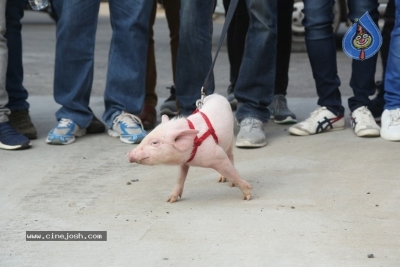 Adhugo Movie Team Padayatra With Piglet - 5 of 21