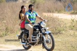 Balakrishna's Simha Movie New Gallery (Xclusive CineJosh) - 14 of 37