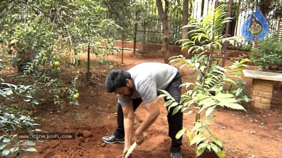 Chiranjeevi Accepts Haritha Haram Challenge - 3 of 9