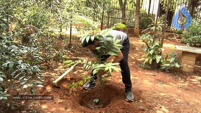 Chiranjeevi Accepts Haritha Haram Challenge - 4 of 9