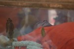 Sathya Sai Baba Condolences Photos - 68 of 109