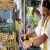 MLA Balakrishna turns RTC Bus Driver