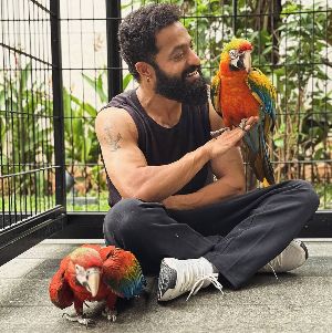 Birdies of Young Tiger surprises