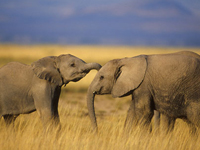 Tragic death of  two elephants