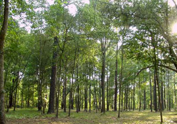 1100 posts in Forest Dept to be filled up soon