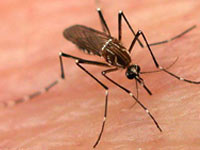 Two children die of dengue fever