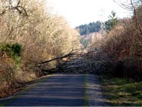 Maoists fell down trees and blockade roads in agency area