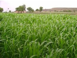 Plan well to meet targets for Kharif: Centre