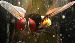 What is the Commercial Value of 'Eega'?