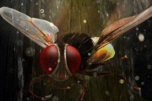 'Eega' Three Weeks AP Shares 