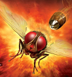 Can 'Eega' Fly to Oscars?