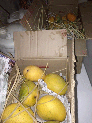 Pawan's Mangoes for Nithiin!