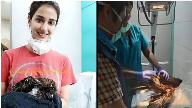 Disha Patani Rescues A Bird