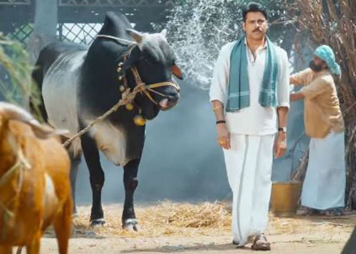 Katamarayudu ox no more