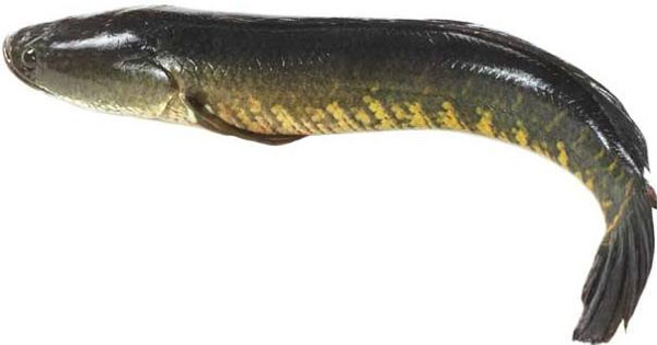 Murrel is Telangana’s State Fish