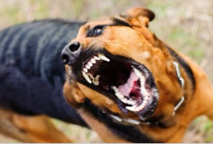 nagababu-interesting-tweet-on-mad-dogs_b_3005200954.jpg