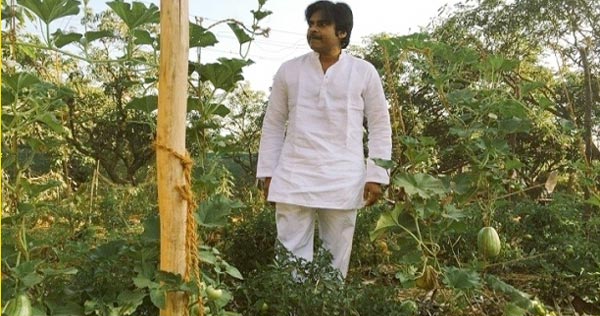 Pawan Kalyan Birthday Celebrations Plant A Tree, Take A Selfie 