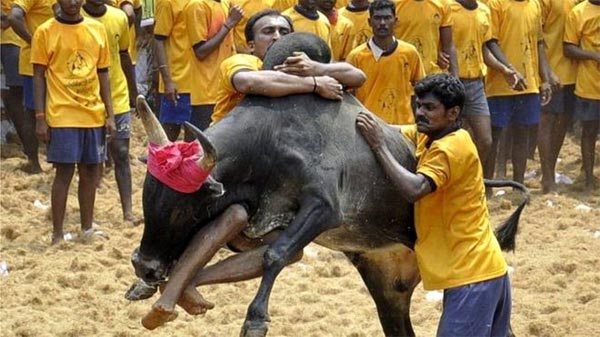 Protests To End As Jallikattu Is Back In TN