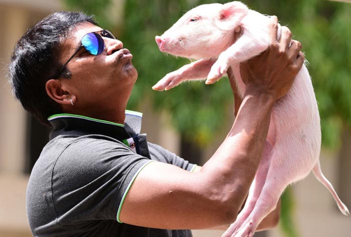 Ravi Babu Adugo Movie With Piglet