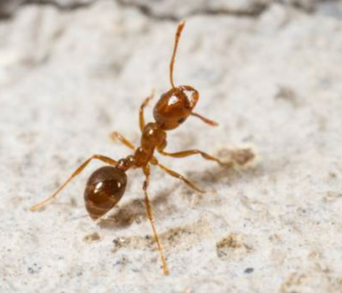 TDP Will Be an Ant!