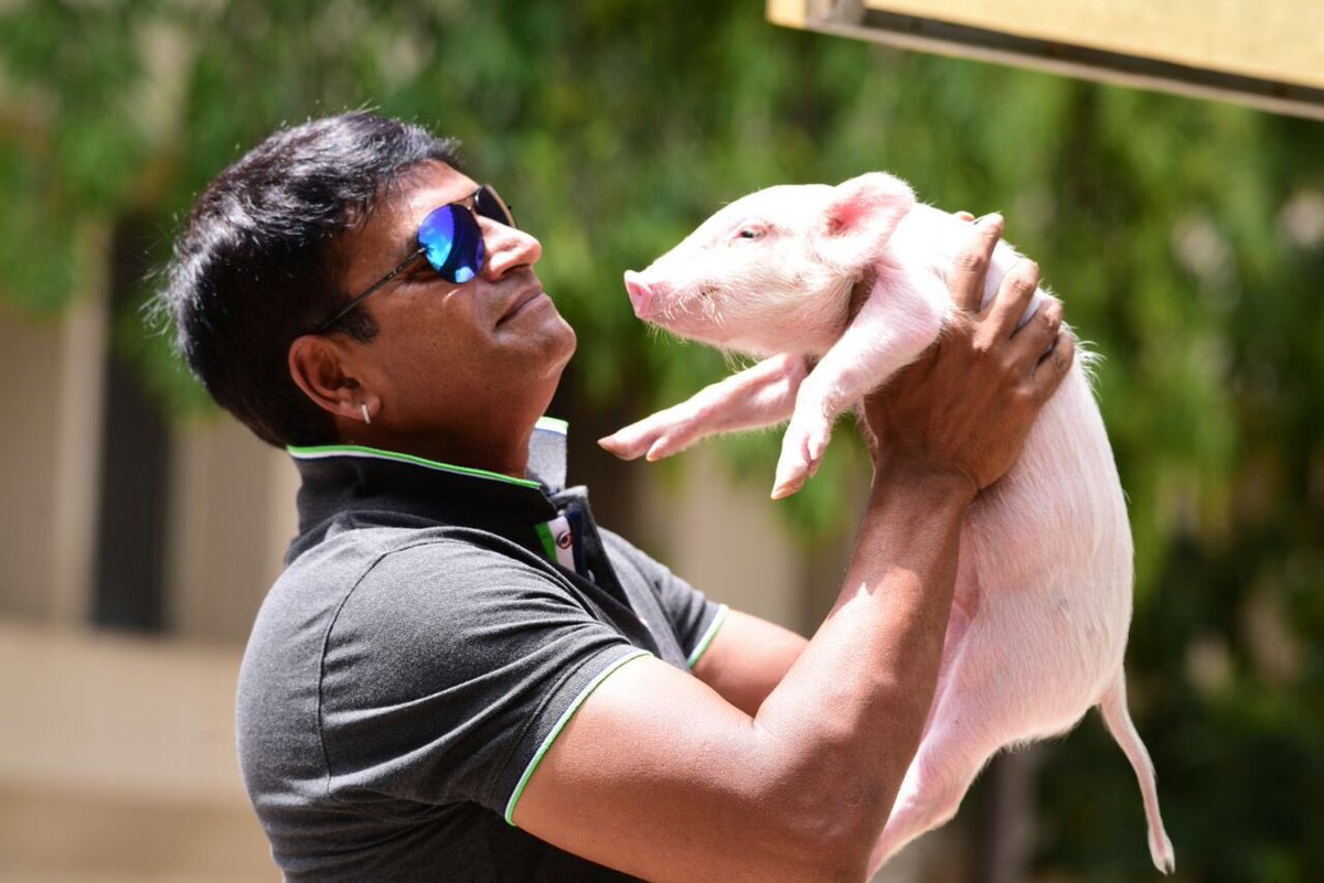 Where is Ravi Babu's Piglet?