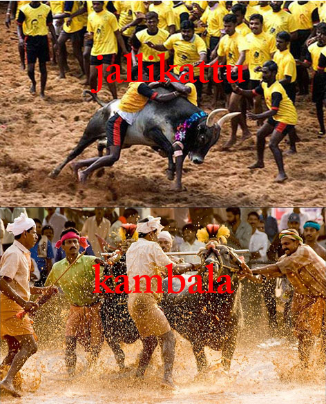 jallikattu,tamil nadu state,karnataka state,kambala game,ap  జల్లికట్టు... హోదా... కంబళ..!