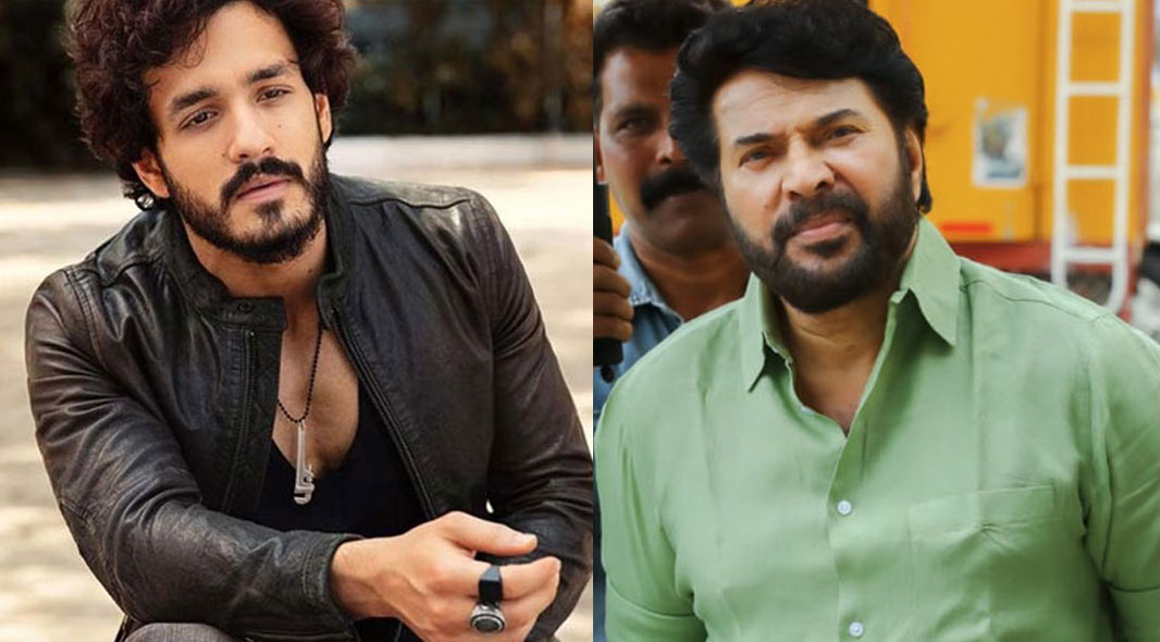 mammootty,akhil,mammootty - akhil combo,agent movie,mammootty character revealed,agent movie update  మమ్ముట్టి - అఖిల్ అలా కనిపిస్తారట 