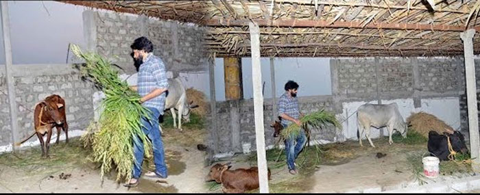 pawan kalyan,gomatha seva,pictures,interesting  నీకు ఇలా ఎలా సాధ్యమవుతుంది పవన్...?