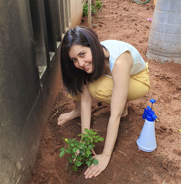 raashi khanna,participates,green india challenge,rashmika mandanna  రష్మిక ఛాలెంజ్‌ను స్వీకరించిన రాశీఖన్నా