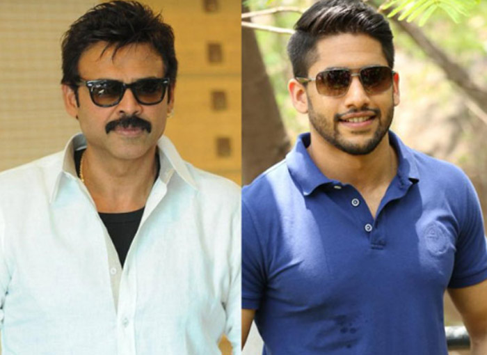 venkatesh,naga chaitanya,multistarrer,confirme  మామ అల్లుళ్ళ మల్టీస్టారర్ షురూ!